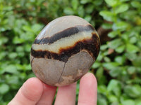 Polished Septerye Palm Stones x 12 From Mahajanga, Madagascar