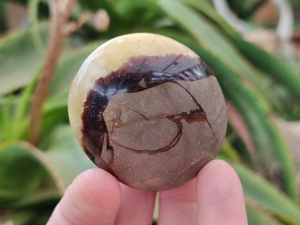 Polished Septerye Palm Stones x 12 From Mahajanga, Madagascar - Toprock Gemstones and Minerals 