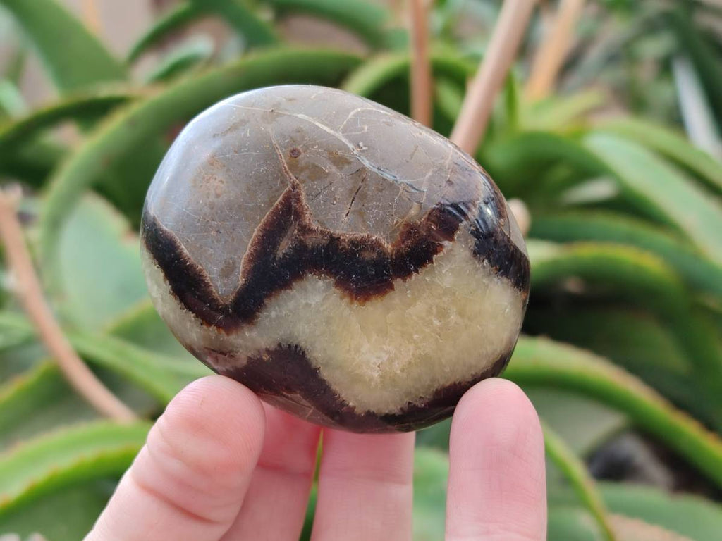 Polished Septerye Palm Stones x 12 From Mahajanga, Madagascar - Toprock Gemstones and Minerals 