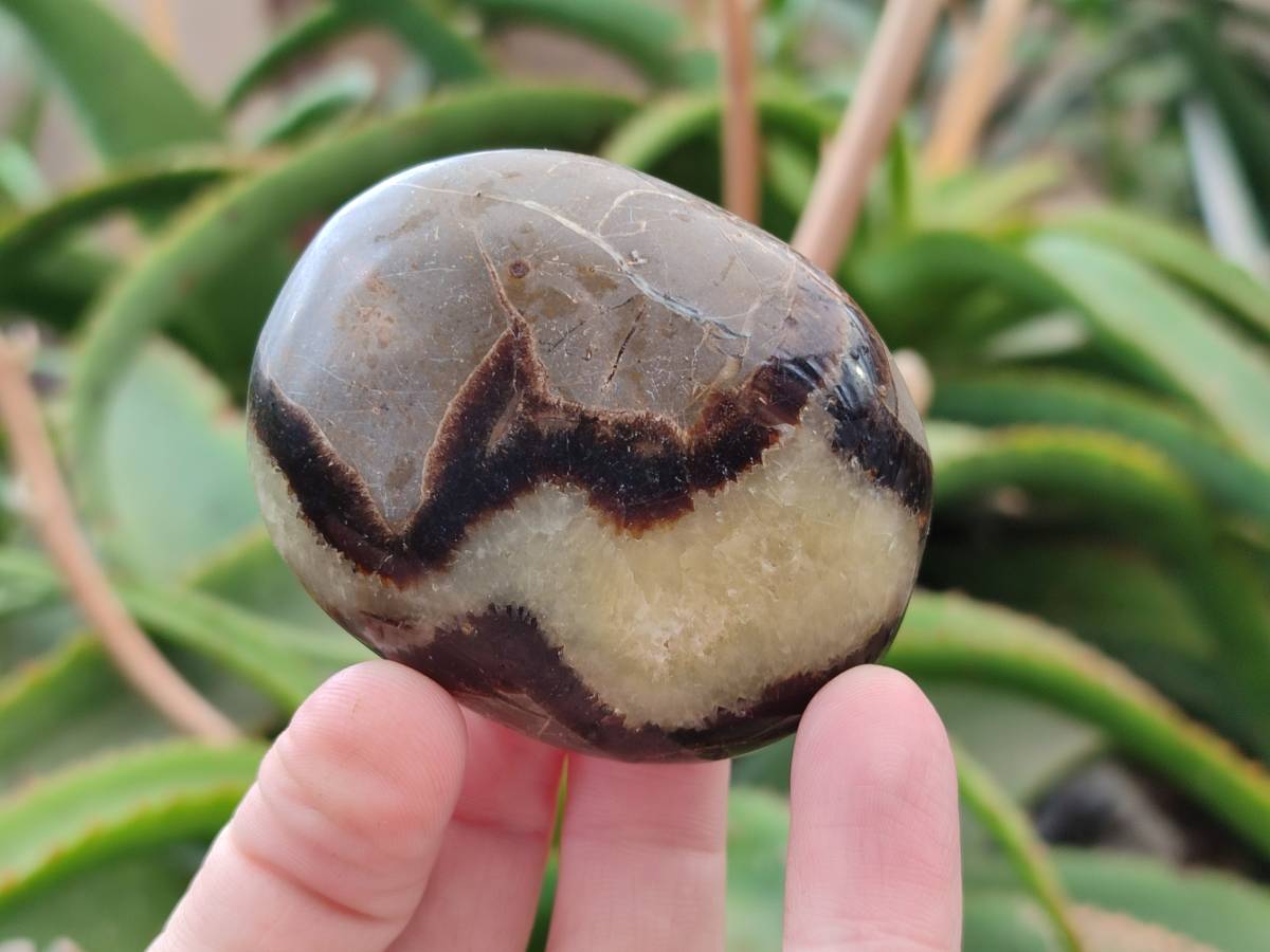 Polished Septerye Palm Stones x 12 From Mahajanga, Madagascar - Toprock Gemstones and Minerals 