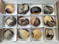 Polished Septerye Palm Stones x 12 From Mahajanga, Madagascar