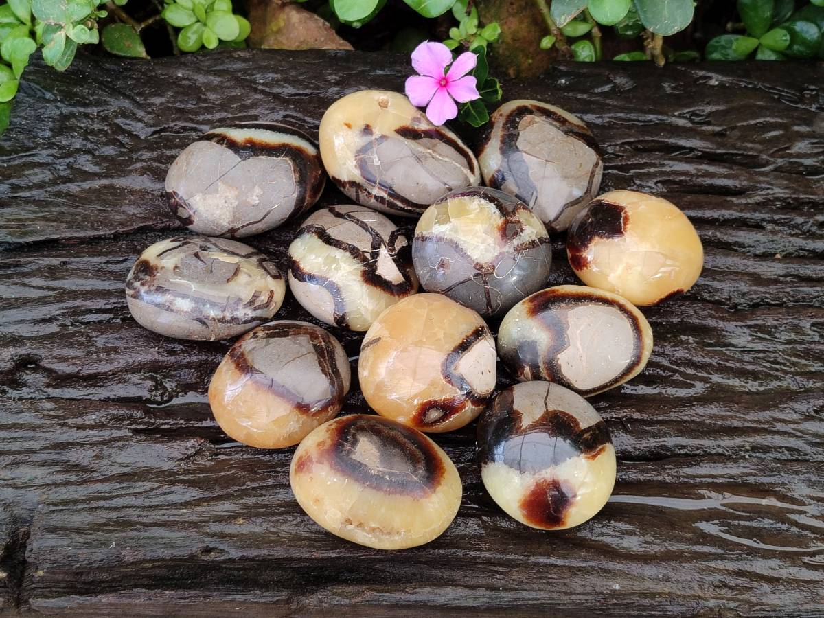 Polished Septerye Palm Stones x 12 From Mahajanga, Madagascar - Toprock Gemstones and Minerals 
