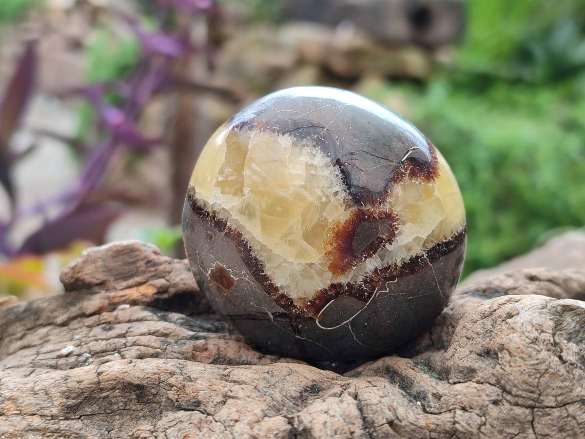 Polished Septerye Palm Stones x 12 From Mahajanga, Madagascar - Toprock Gemstones and Minerals 