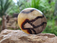 Polished Septerye Palm Stones x 12 From Mahajanga, Madagascar