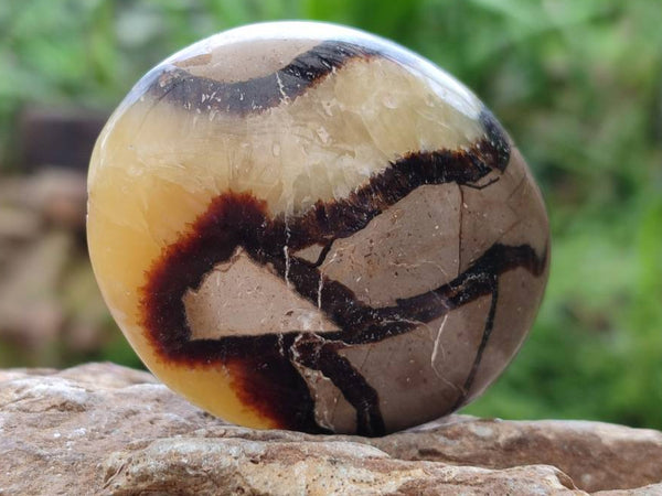 Polished Septerye Palm Stones x 12 From Mahajanga, Madagascar - Toprock Gemstones and Minerals 