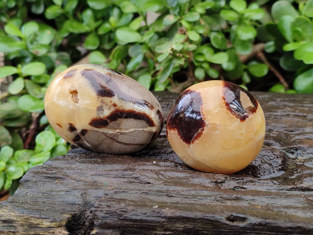 Polished Septerye Palm Stones x 12 From Mahajanga, Madagascar - Toprock Gemstones and Minerals 