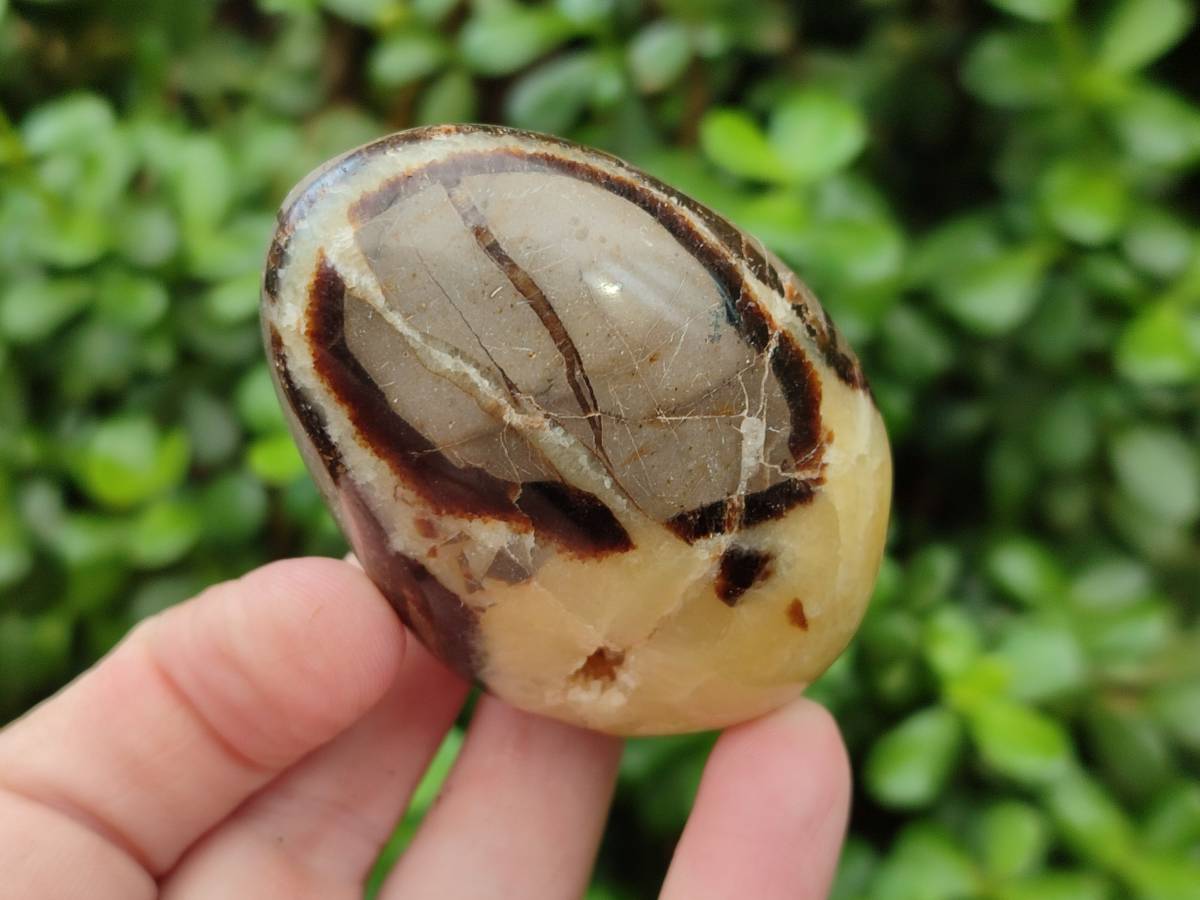 Polished Septerye Palm Stones x 12 From Mahajanga, Madagascar - Toprock Gemstones and Minerals 