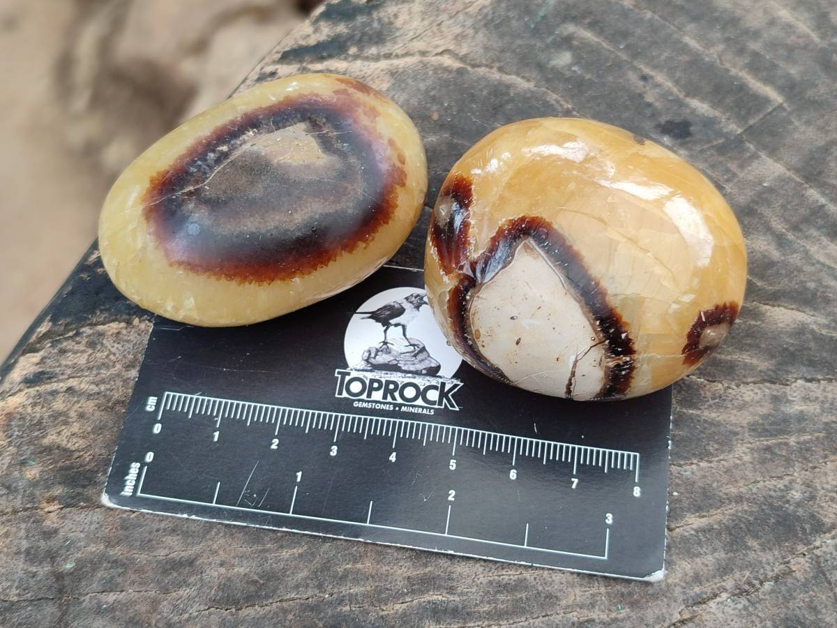 Polished Septerye Palm Stones x 12 From Mahajanga, Madagascar - Toprock Gemstones and Minerals 