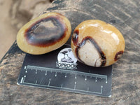 Polished Septerye Palm Stones x 12 From Mahajanga, Madagascar
