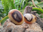 Polished Septerye Palm Stones x 12 From Mahajanga, Madagascar - Toprock Gemstones and Minerals 