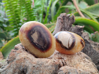 Polished Septerye Palm Stones x 12 From Mahajanga, Madagascar