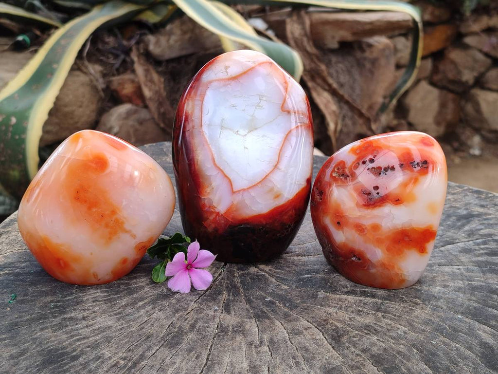 Polished Carnelian Agate Gemstone Standing Free Forms x 3 From Madagascar - Toprock Gemstones and Minerals 