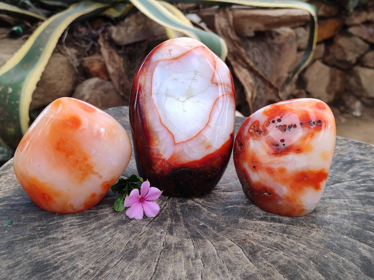Polished Carnelian Agate Gemstone Standing Free Forms x 3 From Madagascar - Toprock Gemstones and Minerals 