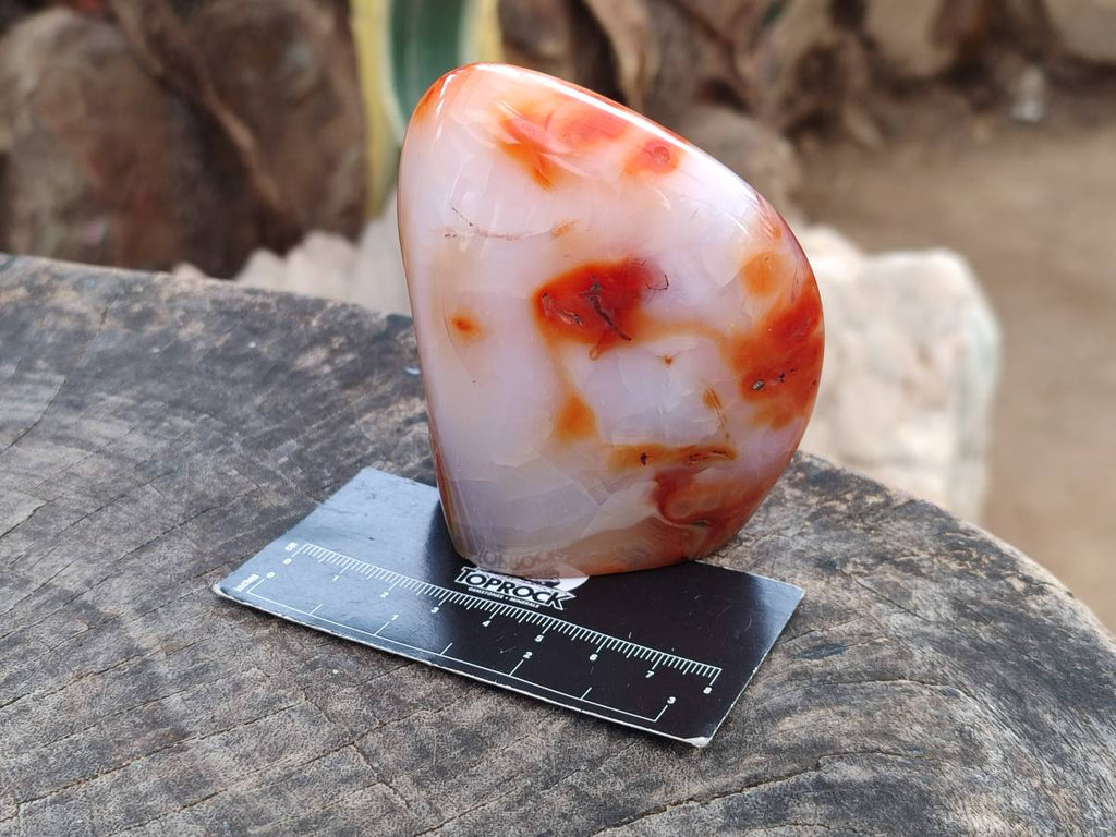 Polished Carnelian Agate Gemstone Standing Free Forms x 3 From Madagascar - Toprock Gemstones and Minerals 