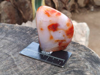 Polished Carnelian Agate Gemstone Standing Free Forms x 3 From Madagascar