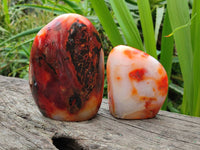 Polished Carnelian Agate Gemstone Standing Free Forms x 3 From Madagascar