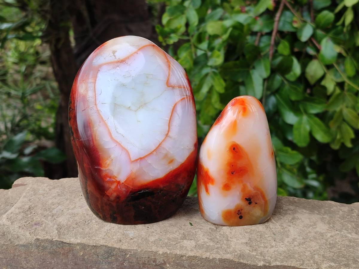 Polished Carnelian Agate Gemstone Standing Free Forms x 3 From Madagascar - Toprock Gemstones and Minerals 