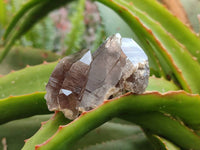 Natural Smokey Quartz Crystals x 16 From Zomba, Malawi