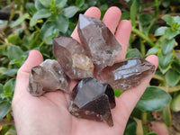 Natural Smokey Quartz Crystals x 16 From Zomba, Malawi