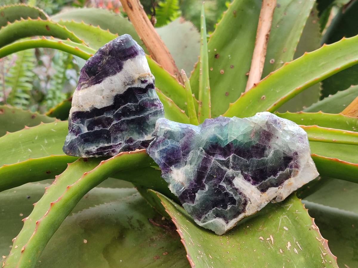 Polished On One Side Watermelon Fluorite Slices x 6 From Uis, Namibia - Toprock Gemstones and Minerals 