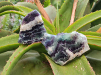 Polished On One Side Watermelon Fluorite Slices x 6 From Uis, Namibia