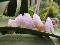 Natural Amethyst Spirit Quartz Clusters x 20 From Boekenhouthoek, South Africa