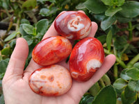 Polished Carnelian Agate Gemstone Galets x 20 From Madagascar