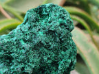 Natural Silky Malachite Specimen x 1 From Kasompe, Congo - Toprock Gemstones and Minerals 