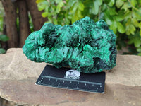 Natural Silky Malachite Specimen x 1 From Kasompe, Congo