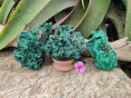 Natural Silky Malachite Specimens x 3 From Kasompe, Congo - Toprock Gemstones and Minerals 