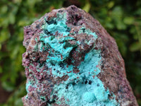 Natural Salrose Cobaltion Dolomite With Botryoidal Chrysocolla & Malachite Specimens x 2 From Kakanda, Congo