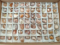 Polished Flower Agate Free Forms x 70 From Antsahalova, Madagascar