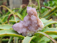 Natural Amethyst Spirit Quartz Clusters x 20 From Boekenhouthoek, South Africa