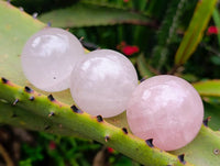 Polished Small Star Rose Quartz Spheres x 22 From Madagascar