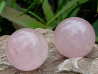 Polished Small Star Rose Quartz Spheres x 22 From Madagascar