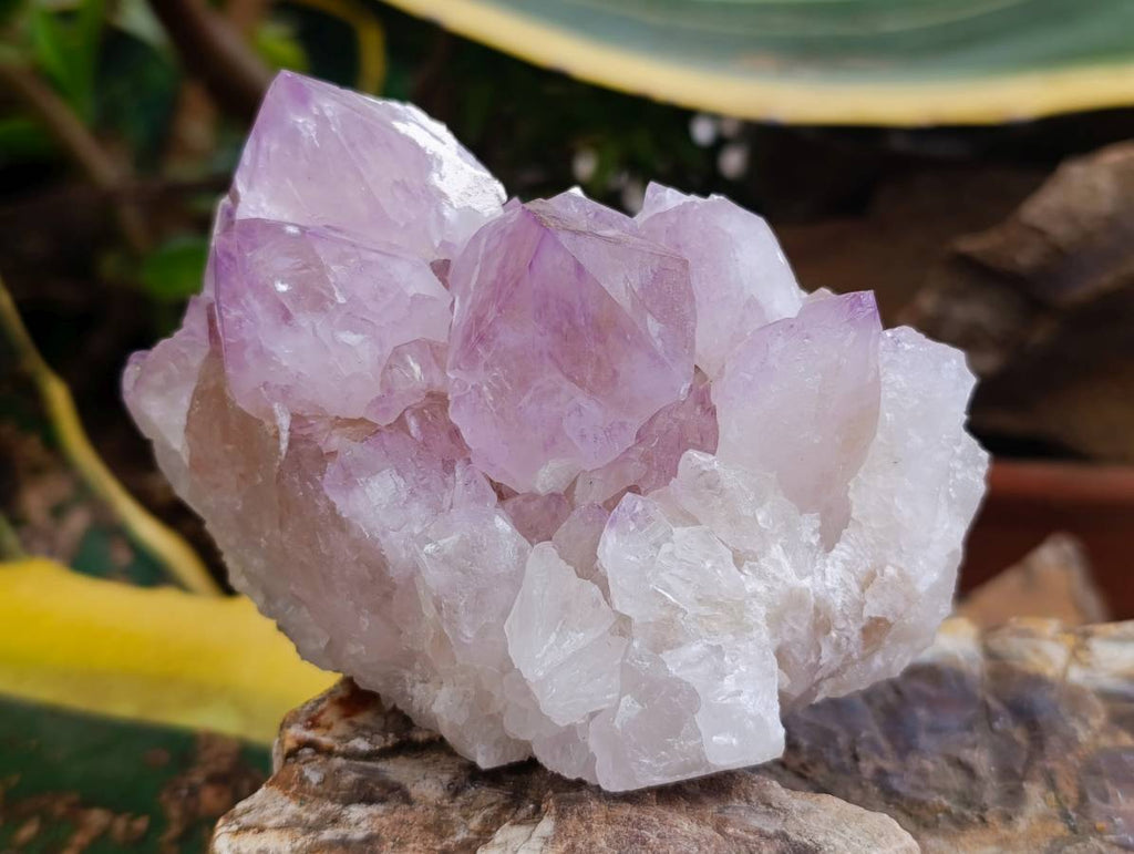 Natural Sunburst Amethyst Spirit Quartz Clusters x 3 From Boekenhouthoek, South Africa - Toprock Gemstones and Minerals 