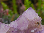 Natural Sunburst Amethyst Spirit Quartz Clusters x 3 From Boekenhouthoek, South Africa - Toprock Gemstones and Minerals 