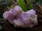 Natural Sunburst Amethyst Spirit Quartz Clusters x 3 From Boekenhouthoek, South Africa - Toprock Gemstones and Minerals 