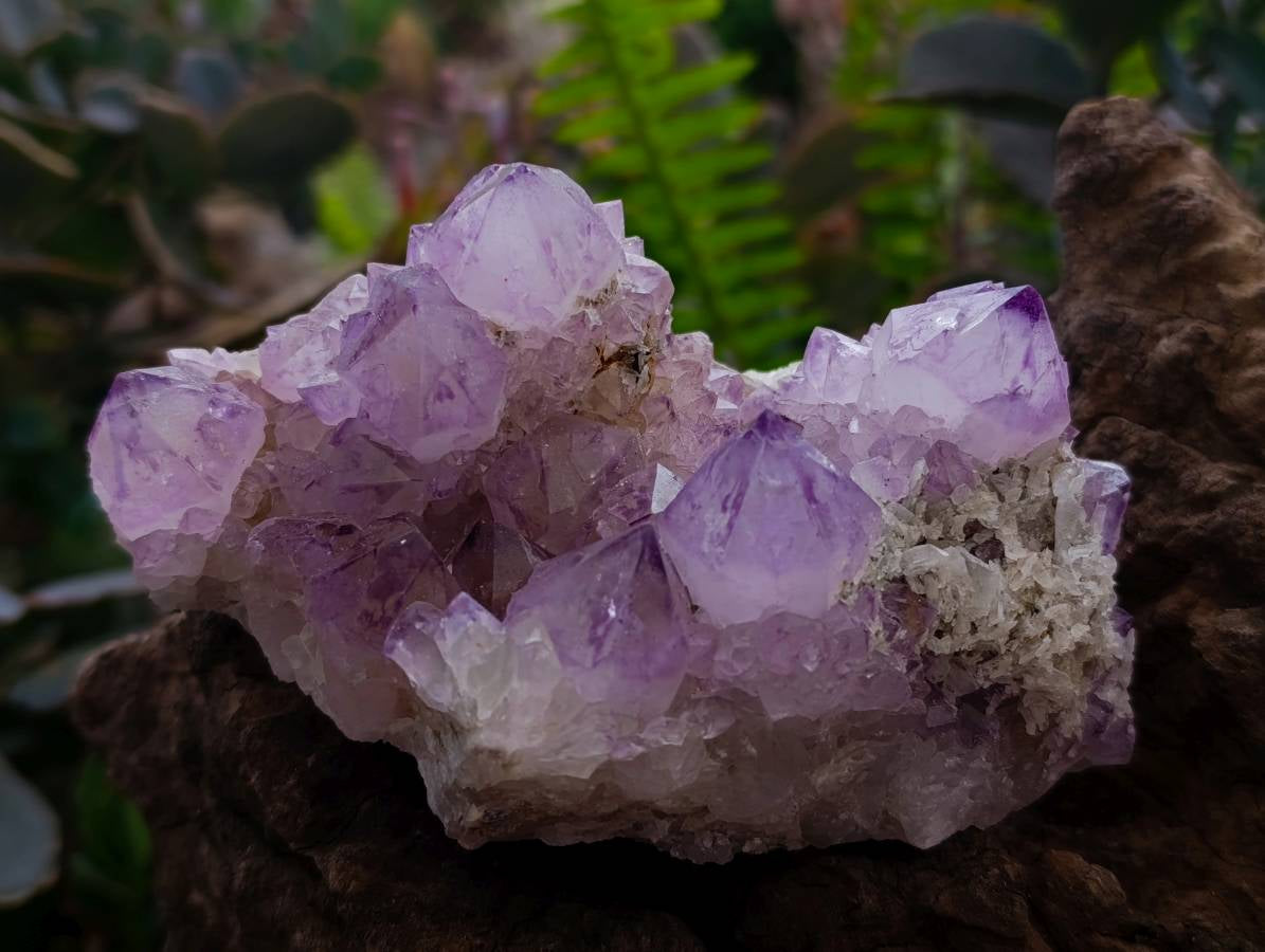 Natural Sunburst Amethyst Spirit Quartz Clusters x 3 From Boekenhouthoek, South Africa - Toprock Gemstones and Minerals 