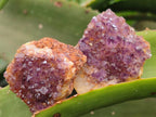 Natural Amethystos Amethyst Clusters x 35 From Kwaggafontein, South Africa - Toprock Gemstones and Minerals 