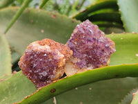 Natural Amethystos Amethyst Clusters x 35 From Kwaggafontein, South Africa