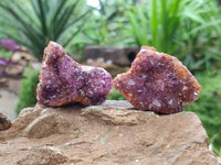 Natural Amethystos Amethyst Clusters x 35 From Kwaggafontein, South Africa