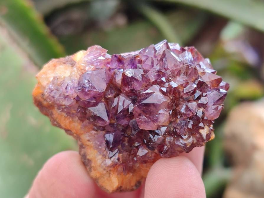 Natural Amethystos Amethyst Clusters x 35 From Kwaggafontein, South Africa - Toprock Gemstones and Minerals 