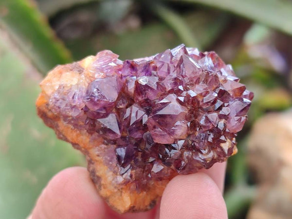 Natural Amethystos Amethyst Clusters x 35 From Kwaggafontein, South Africa