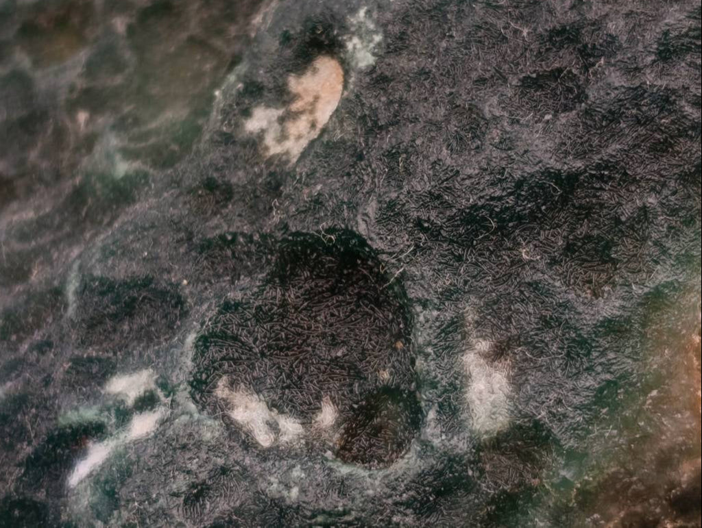 Natural Rough Mtorolite Plates Specimens x 4 From Mutorashanga, Zimbabwe - Toprock Gemstones and Minerals 