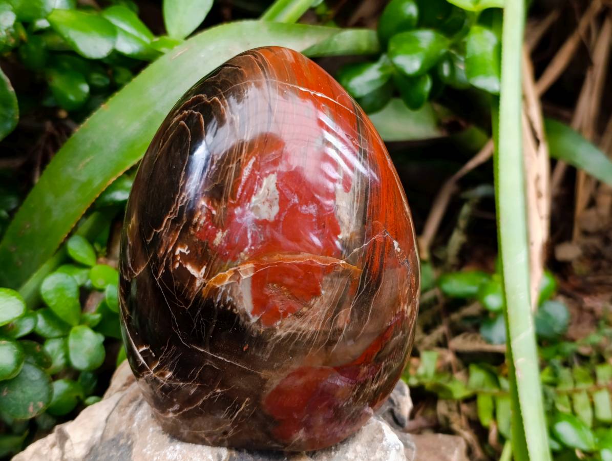 Polished Red Podocarpus Petrified Wood Standing Free Forms x 2 From Mahajanga, Madagascar - Toprock Gemstones and Minerals 
