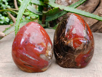 Polished Red Podocarpus Petrified Wood Standing Free Forms x 2 From Mahajanga, Madagascar