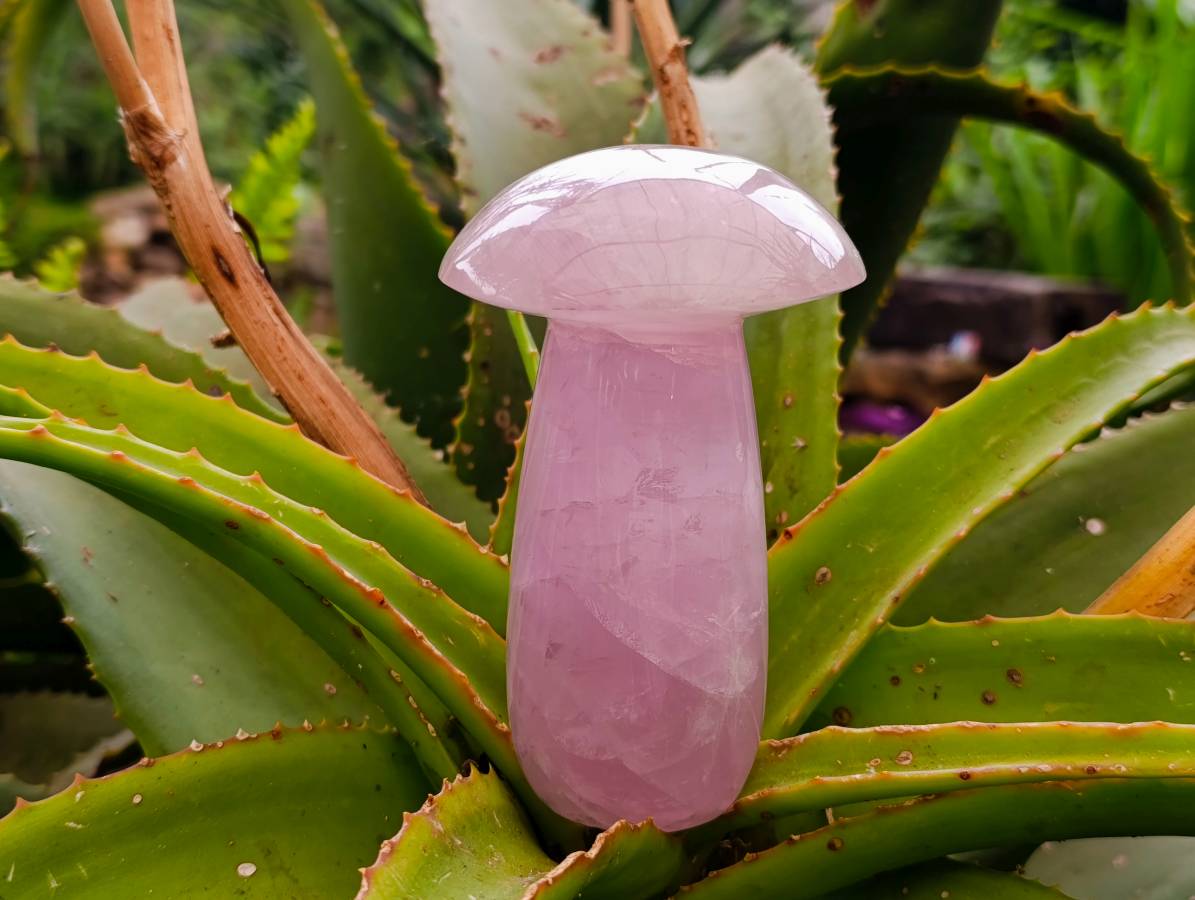 Polished Rose Quartz Mushrooms x 3 From Madagascar - Toprock Gemstones and Minerals 