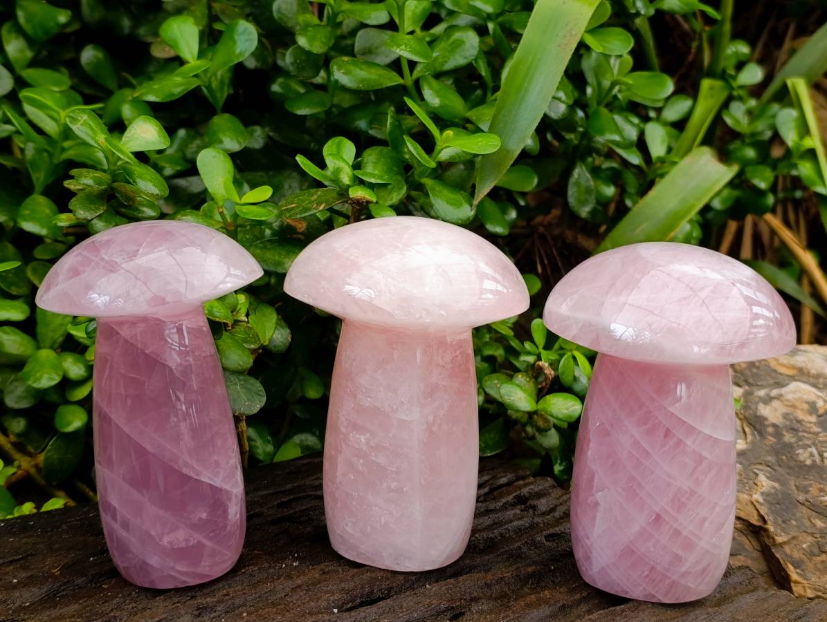 Polished Rose Quartz Mushrooms x 3 From Madagascar - Toprock Gemstones and Minerals 