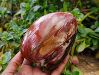 Polished Petrified Red Podocarpus Wood Standing Free Forms x 3 From Madagascar